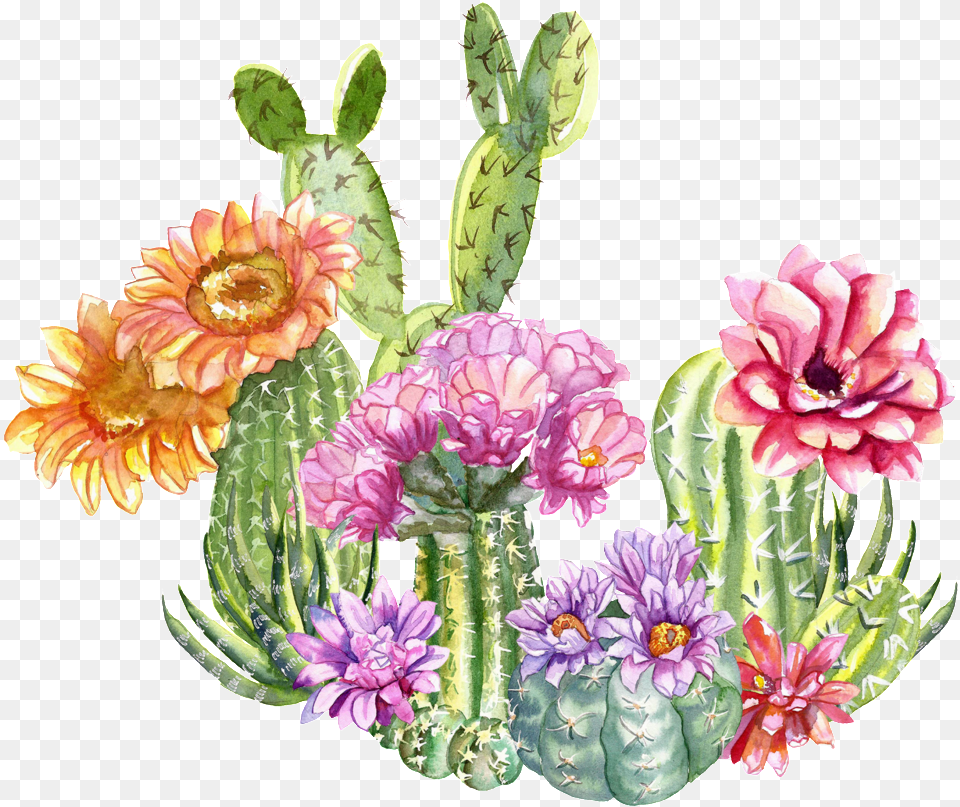 Cactus Vector, Flower, Plant, Rose Png