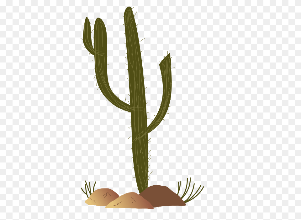 Cactus Vector Cactus With Sombrero Vector, Plant Free Transparent Png