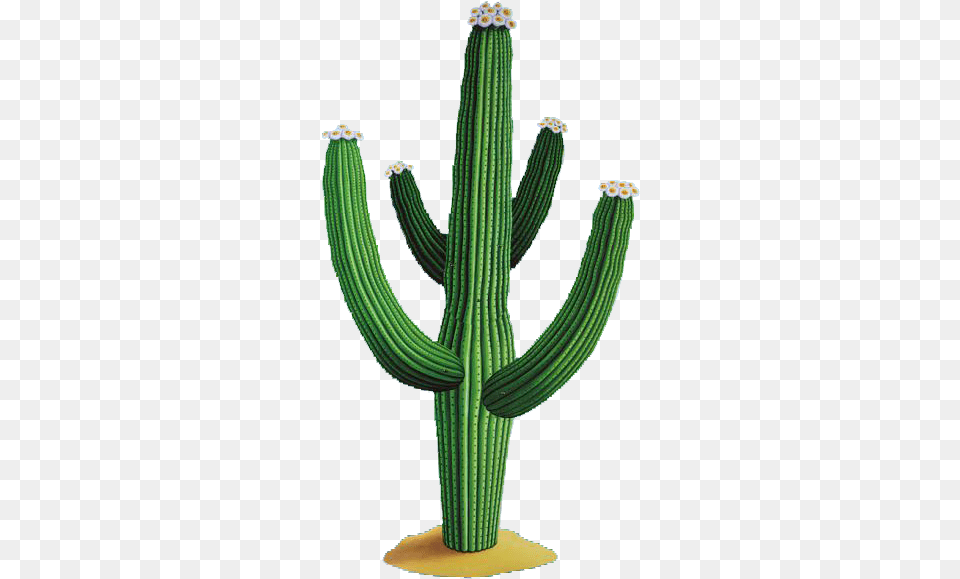 Cactus Vector U0026 Clipart Download Ywd Mexican Cactus, Plant Free Transparent Png