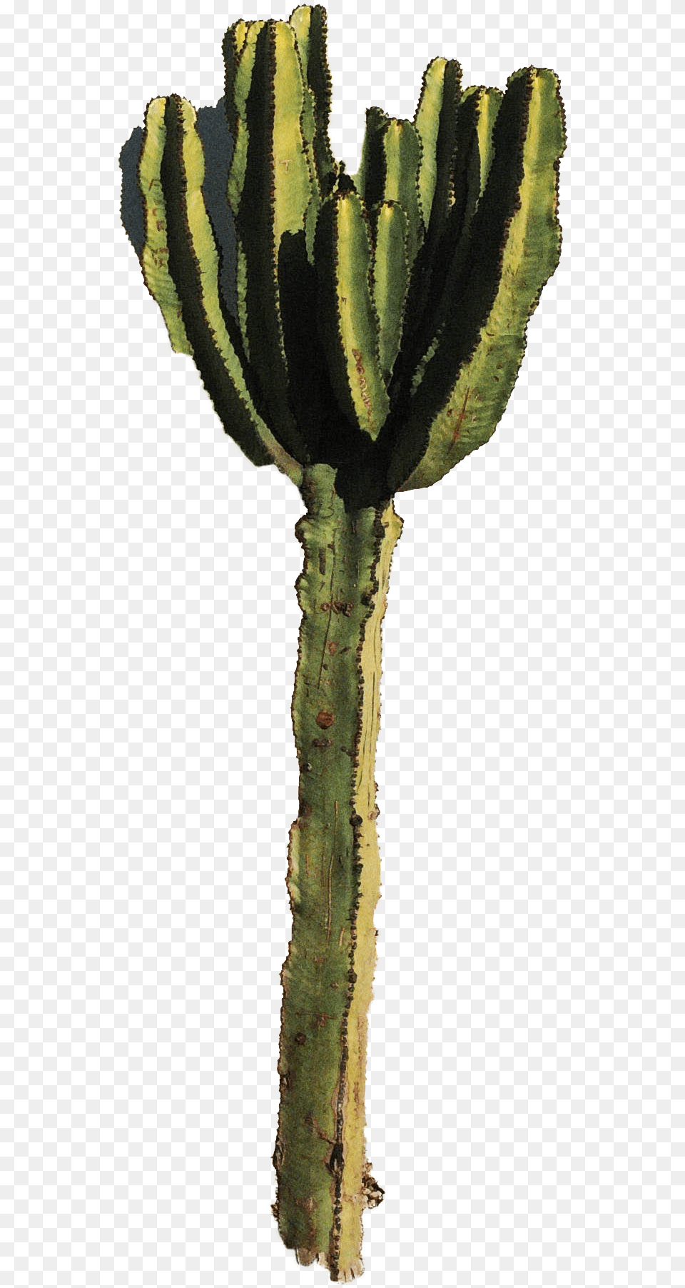 Cactus Wallpaper For Walls Hedgehog Cactus, Plant Png Image