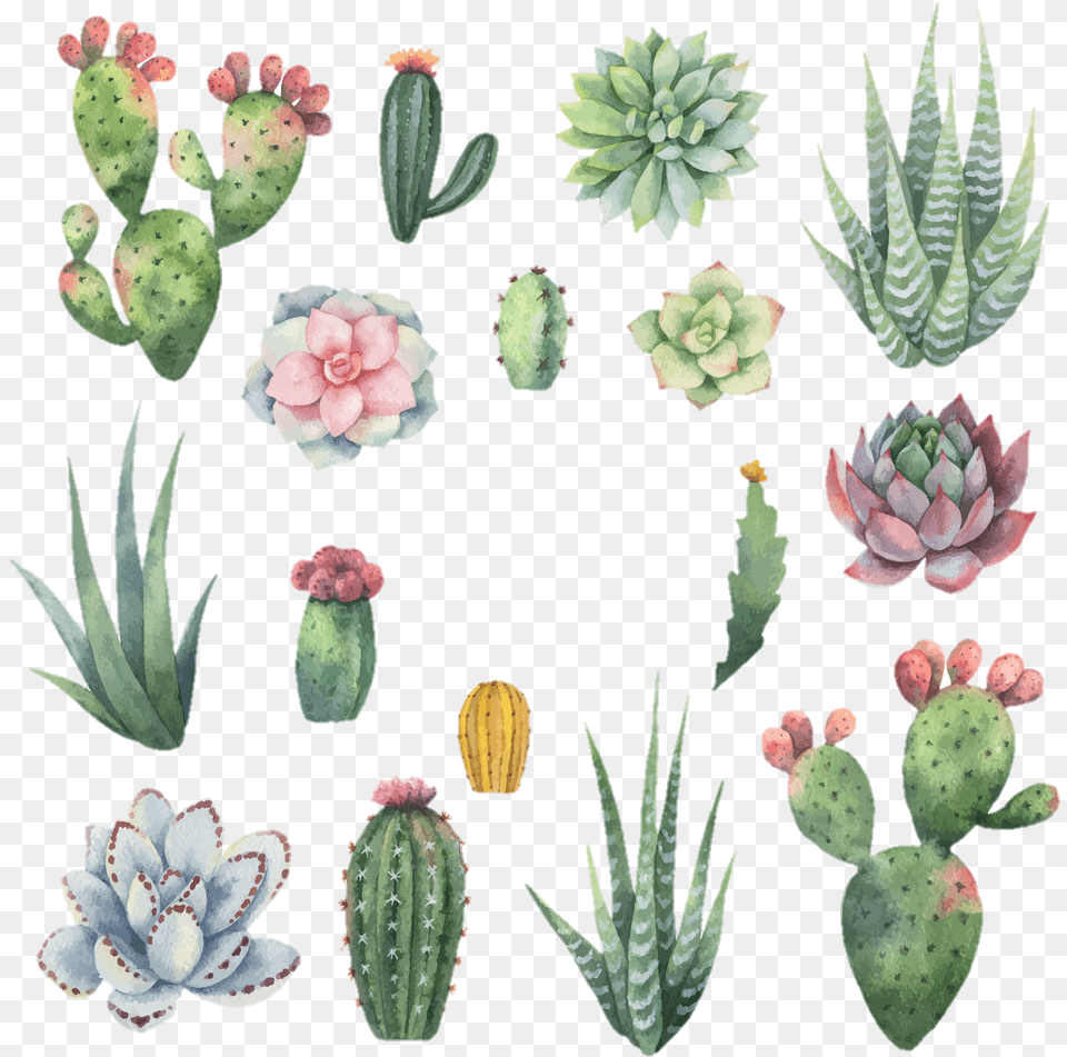 Cactus Watercolor, Flower, Plant, Rose Free Png Download