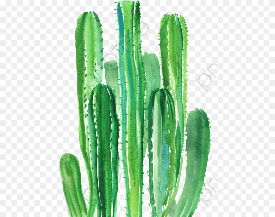 Cactus Watercolours, Plant Png Image