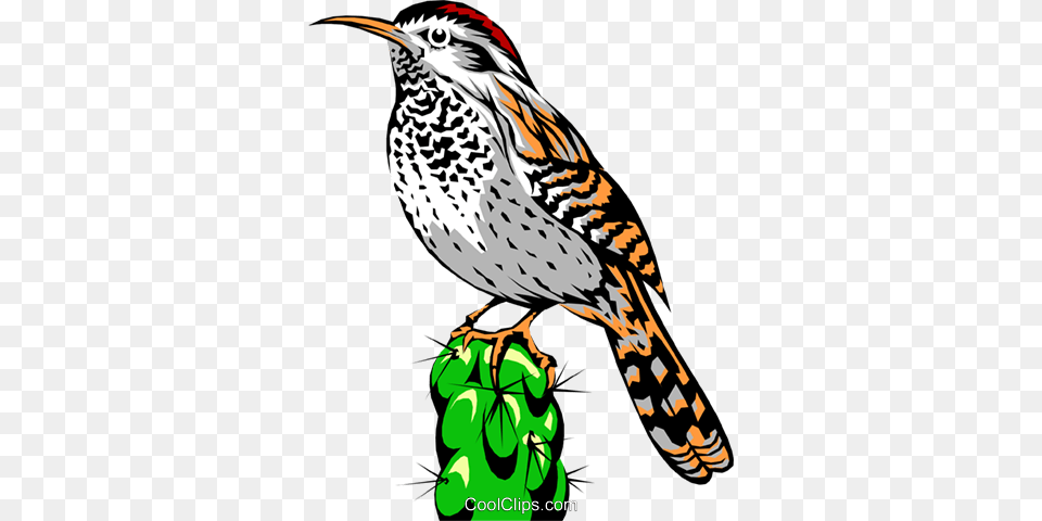 Cactus Wren Royalty Free Vector Clip Art Illustration, Animal, Bird Png