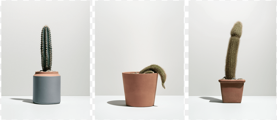 Cactuses, Plant, Potted Plant, Cactus Png Image