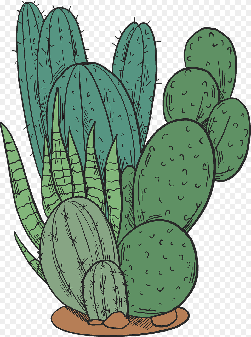 Cactuses Clipart, Cactus, Plant Free Transparent Png