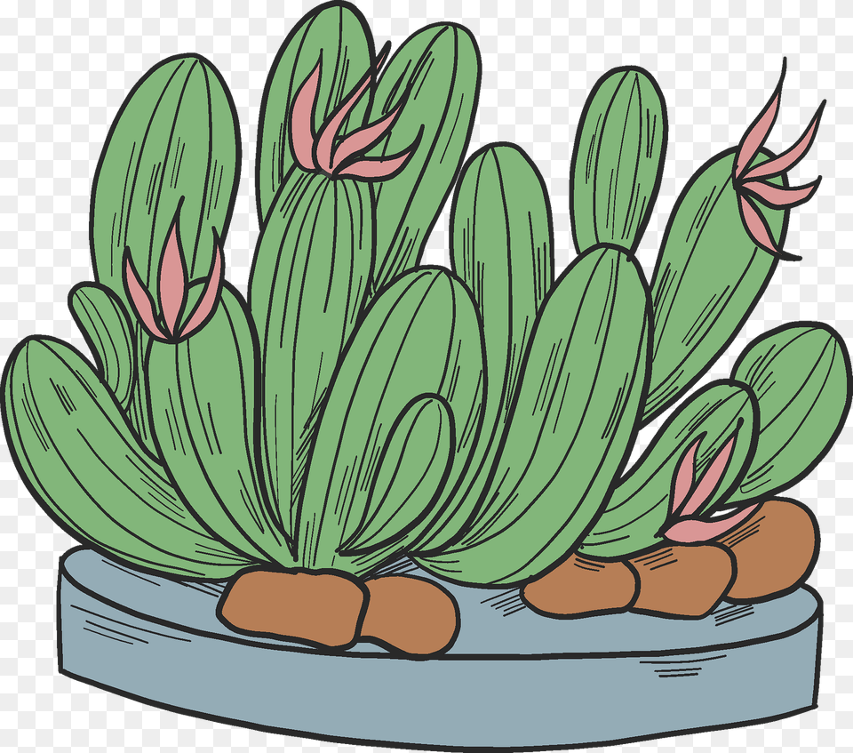 Cactuses Clipart, Cactus, Plant Free Png