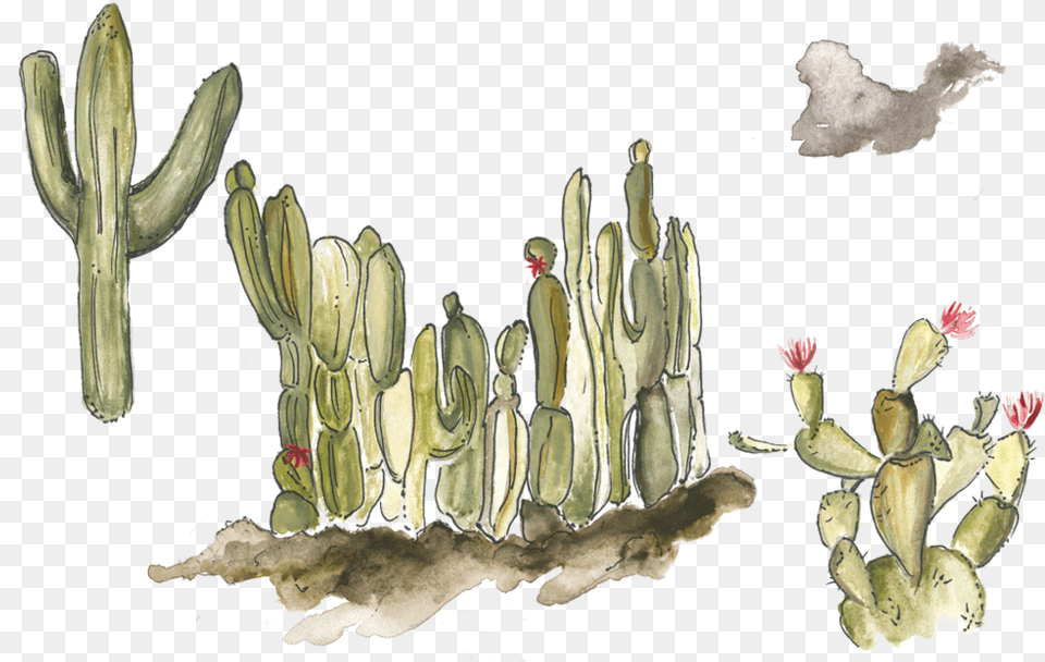 Cactuswatercolor, Cactus, Plant, Person Free Transparent Png