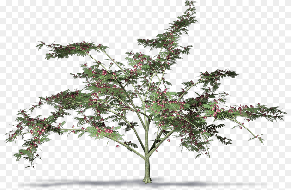 Cad And Bim Object Acacia Retinodes, Flower, Flower Arrangement, Plant, Tree Png Image