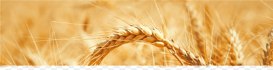 Cad Web Wheat Khorasan Wheat, Food, Grain, Produce, Field Free Png Download
