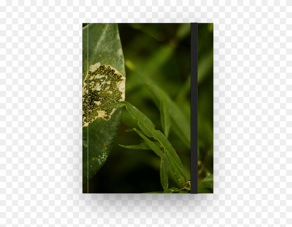 Caderno Folha De Babi Vieirana Picture Frame, Leaf, Plant, Pollen, Vegetation Free Transparent Png