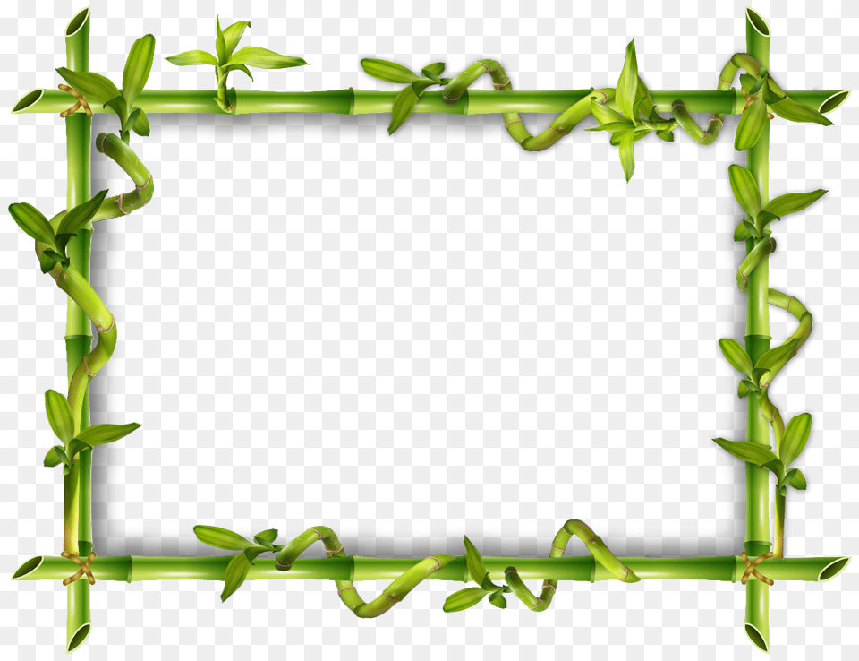 Cadre Bambou, Green, Plant, Vine Free Transparent Png