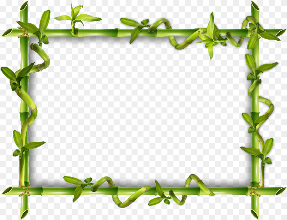 Cadre Bambou Frame Zen, Plant, Vine, Bamboo Free Png