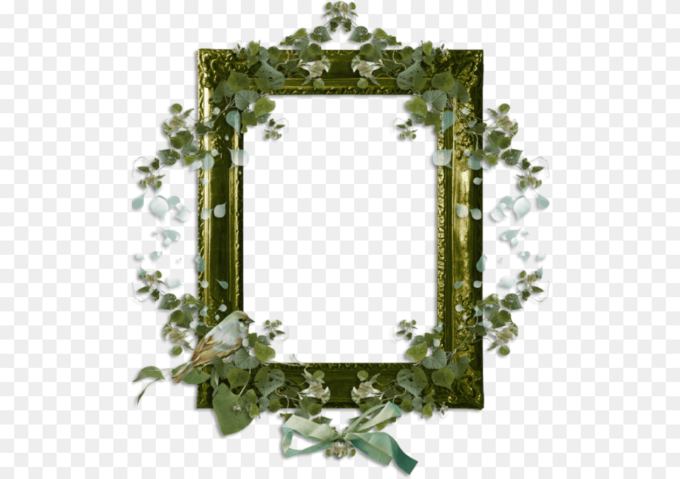 Cadre Mirror, Animal, Bird, Art, Photography Free Png