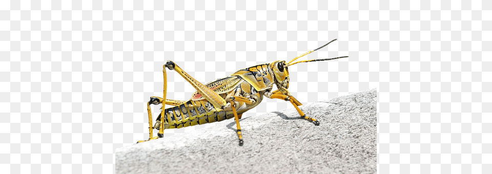 Caelifera Animal, Insect, Invertebrate, Grasshopper Free Png Download