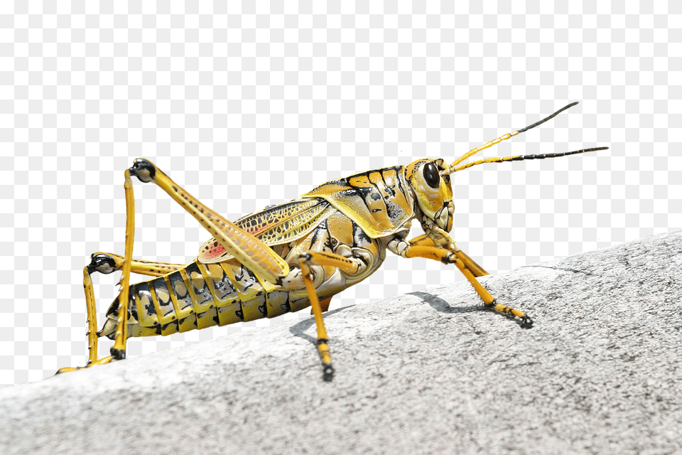 Caelifera Animal, Insect, Invertebrate, Cricket Insect Free Png