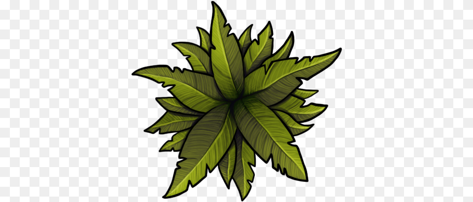 Caeora Language, Green, Leaf, Plant, Tree Free Transparent Png