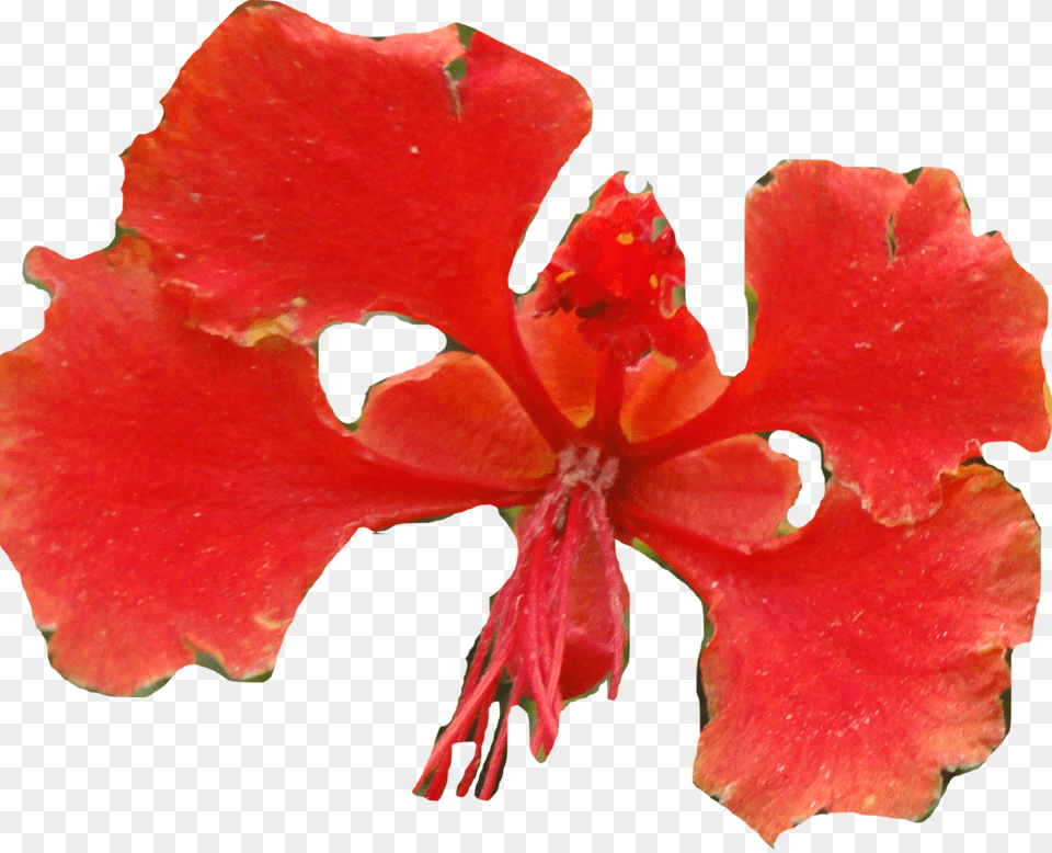 Caesalpinia, Flower, Petal, Plant, Hibiscus Free Png Download