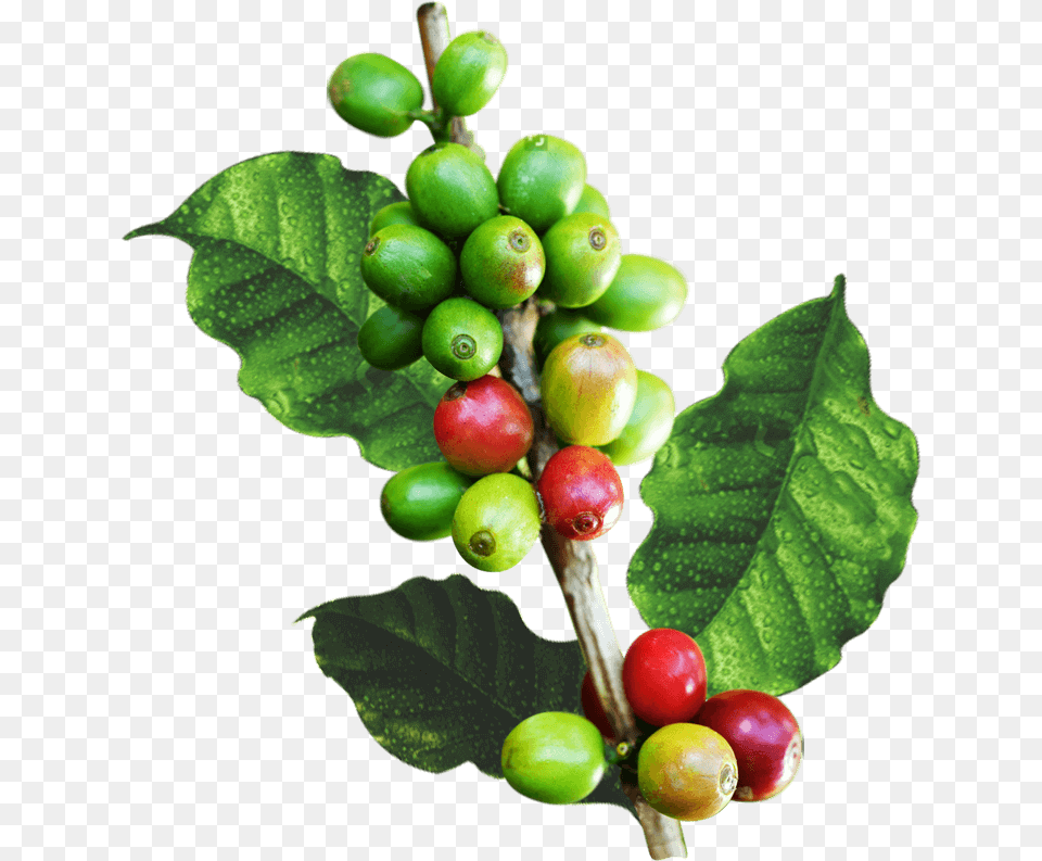 Cafe Hojas, Plant, Food, Fruit, Produce Png