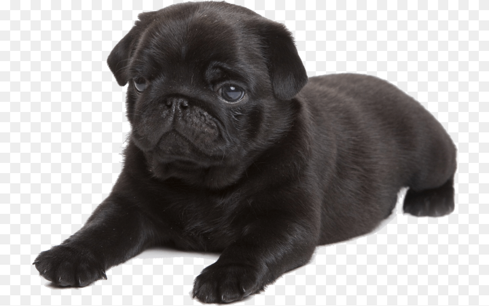 Cafepress Black Pug Tile Coaster Transparent Black Pug, Animal, Canine, Dog, Mammal Png