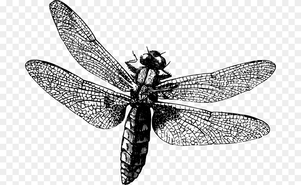 Cafepress Dragonfly Queen Duvet, Gray Png