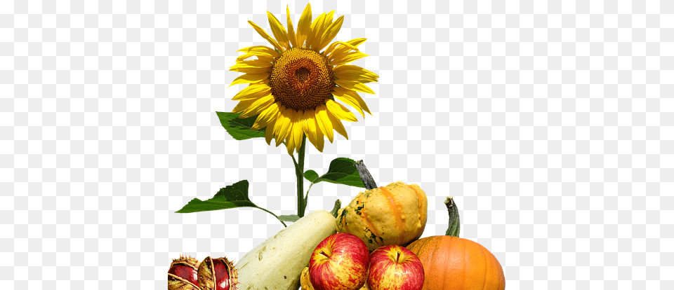 Cafepress Samsung Galaxy S8 Case, Flower, Plant, Sunflower, Apple Png Image