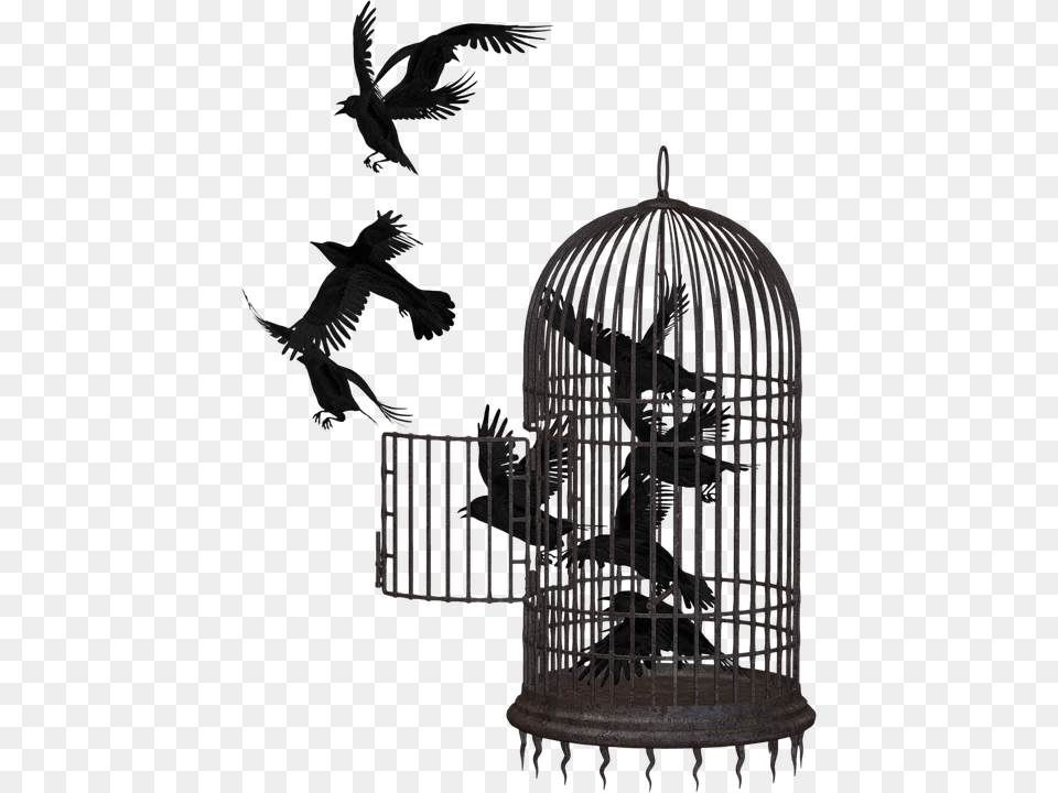 Cage, Animal, Bird Free Png Download