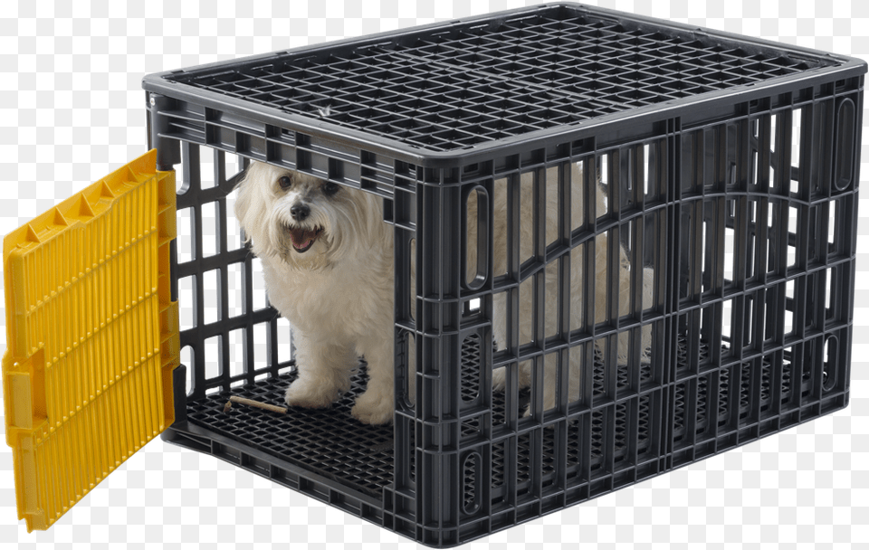 Cage, Indoors, Den, Animal, Mammal Free Png