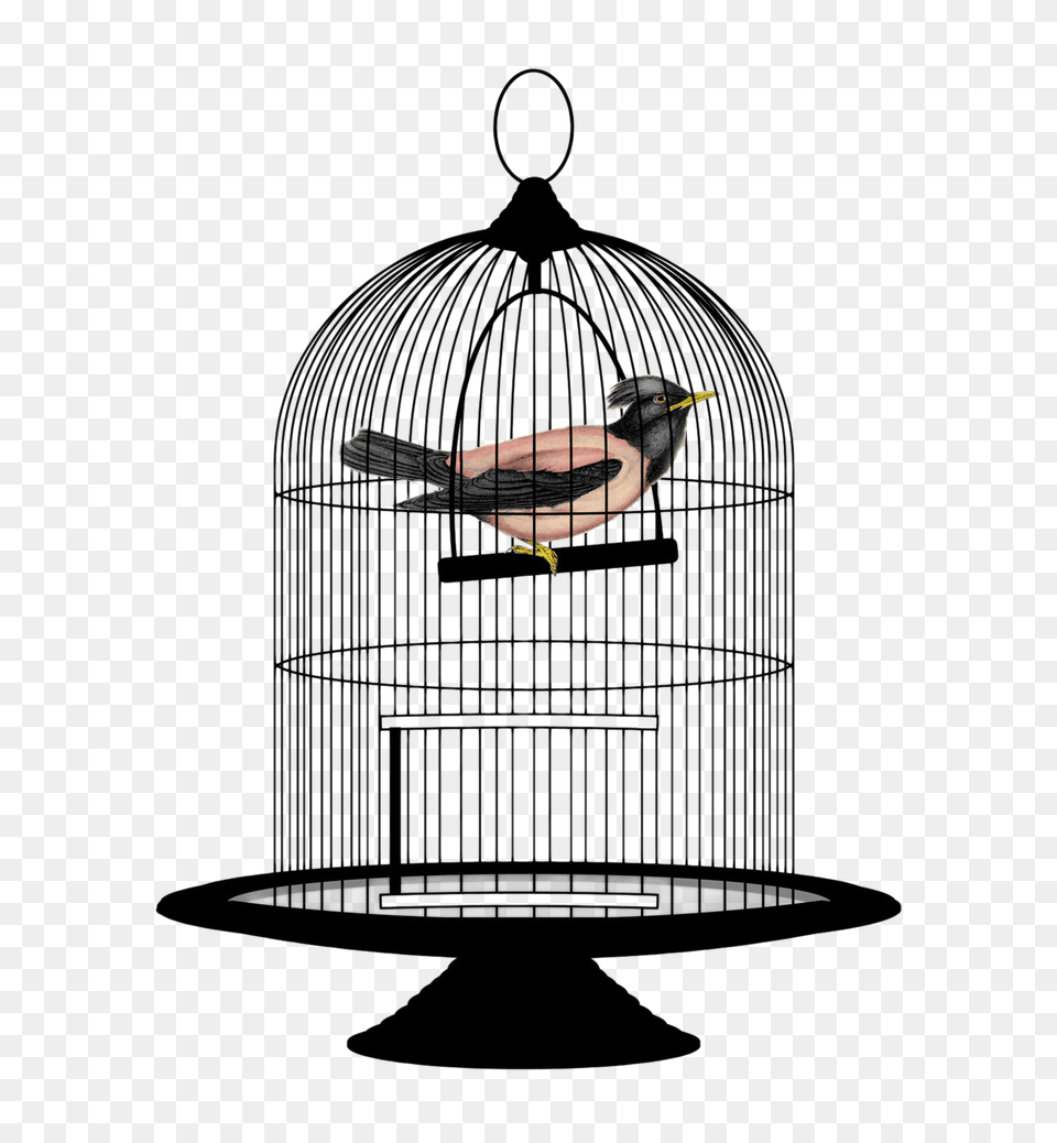 Cage, Animal, Bird, Finch Free Png