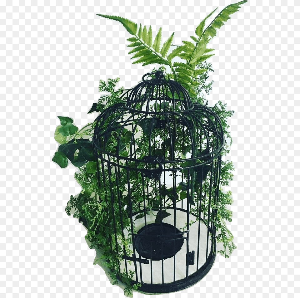 Cage, Plant Free Png Download