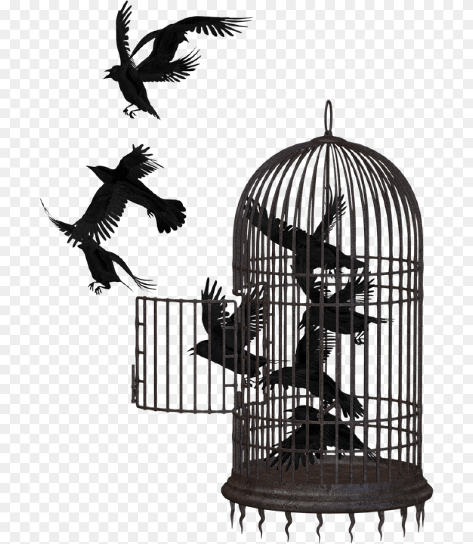 Cage Bird Crow For Bird In A Cage, Animal Png Image