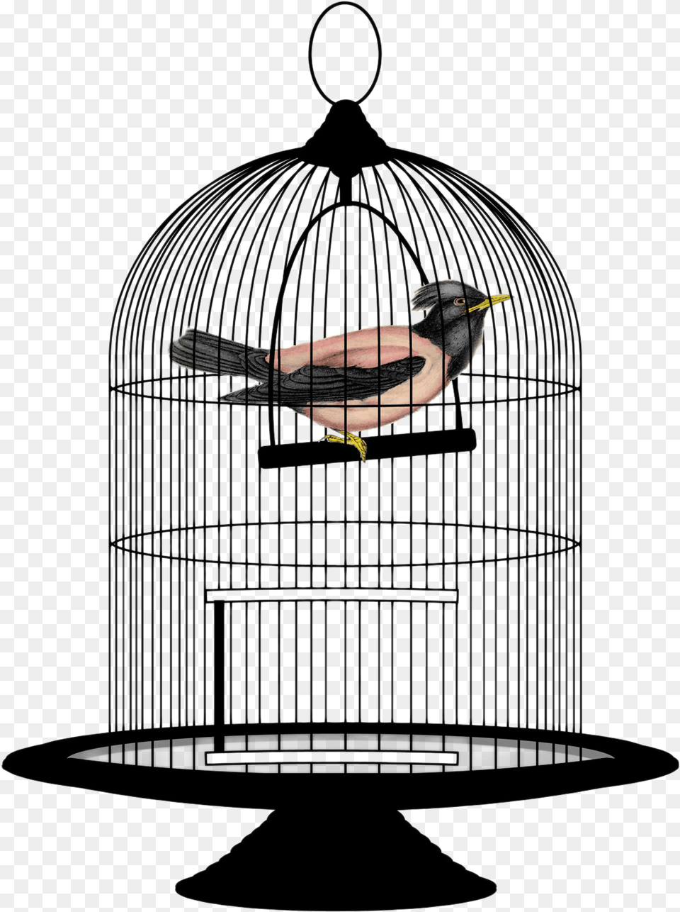 Cage Bird Image Bird In A Cage, Animal, Finch Png