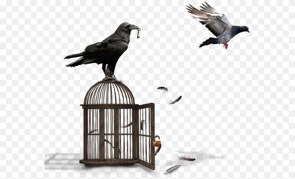 Cage Raven Dove Castle Padlock Key Feather, Animal, Bird, Finch Free Png