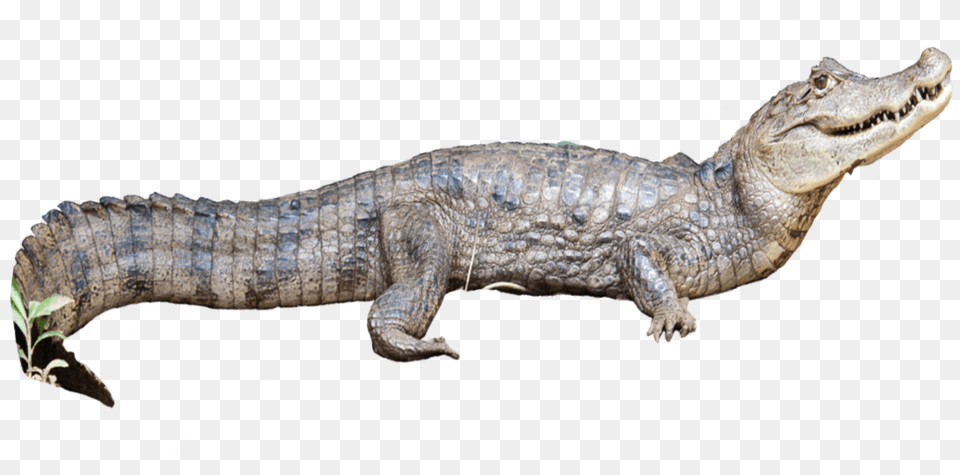 Caiman Crocodilus2 Nile Crocodile, Animal, Lizard, Reptile Free Transparent Png
