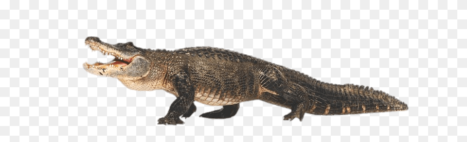 Caiman Full Body, Animal, Lizard, Reptile, Crocodile Free Transparent Png