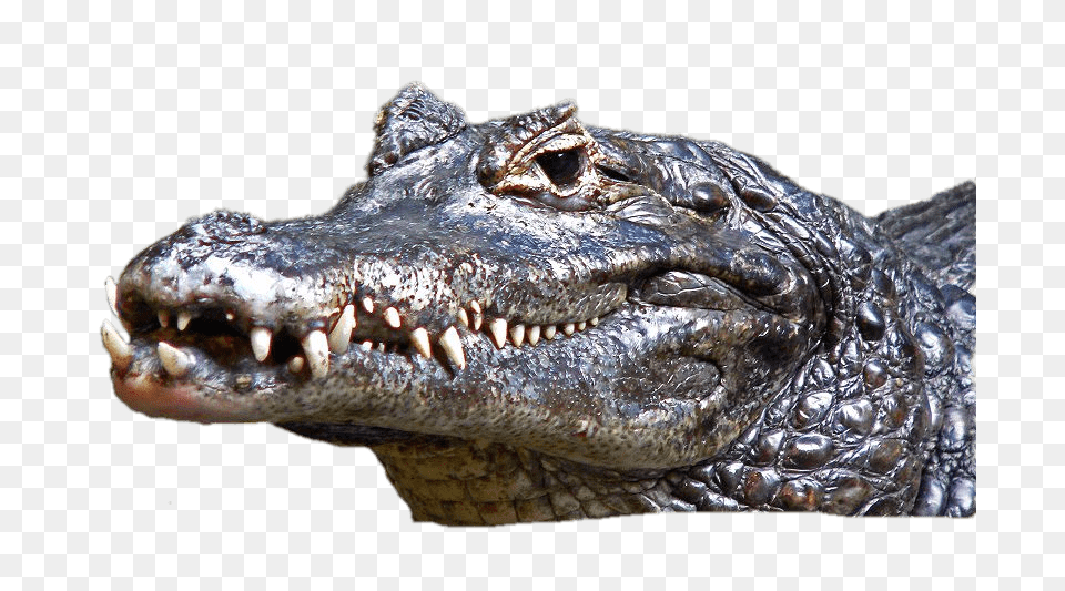 Caiman Head, Animal, Crocodile, Lizard, Reptile Png