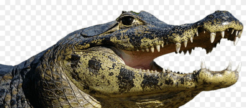 Caiman Open Mouth, Animal, Crocodile, Reptile, Lizard Free Png