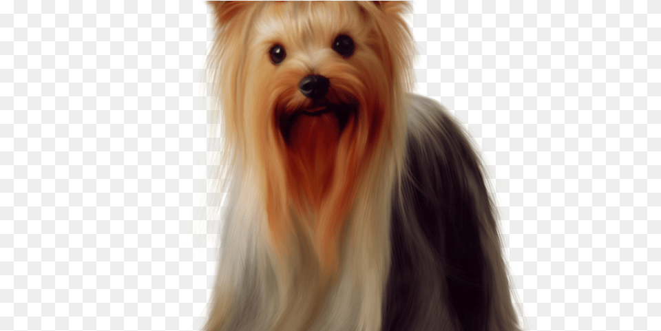 Cairn Terrier Clipart Yorkie Puppy Brown Maltese With Bow, Animal, Canine, Dog, Mammal Png Image