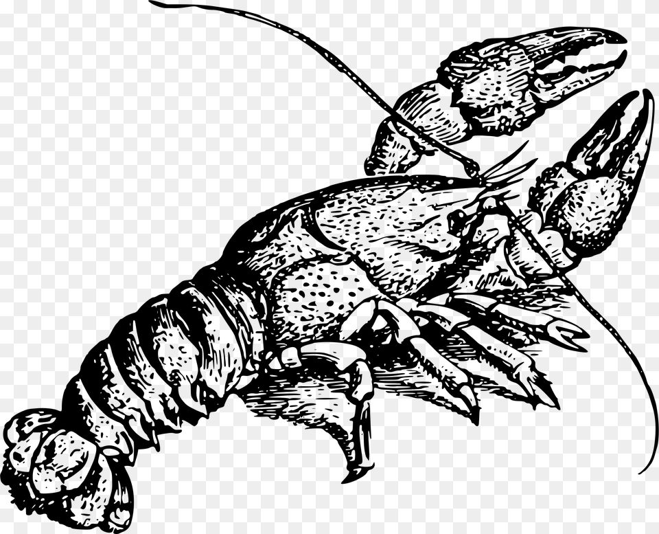 Cajun Lobster Drawing Dictionary In Lobster, Gray Free Png Download