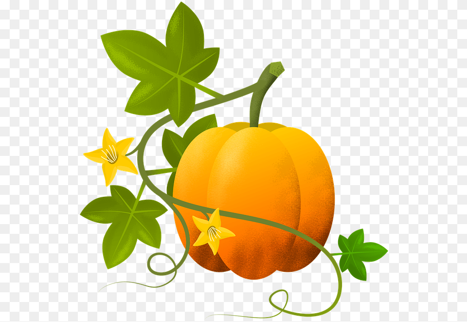 Calabaza Ilustracin Plantas Vegetal Hojas Gambar Pohon Labu Kartun, Food, Fruit, Leaf, Plant Free Png