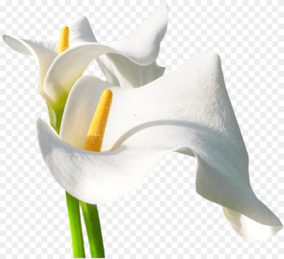 Calas, Flower, Plant, Araceae, Petal Free Png Download