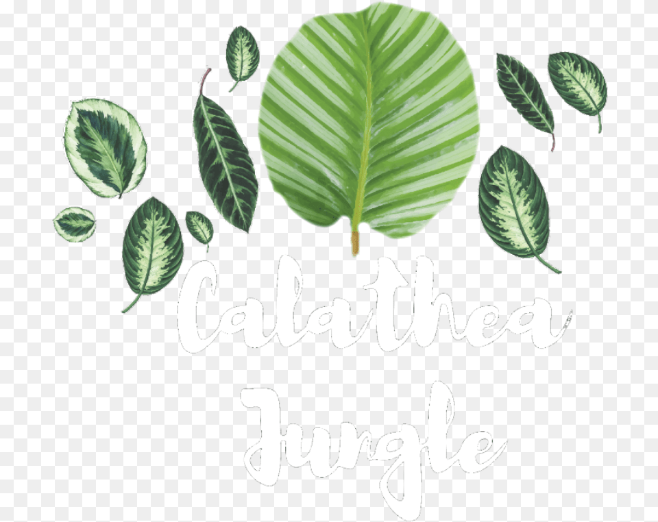 Calathea Jungle Illustration, Leaf, Plant, Herbal, Herbs Free Png