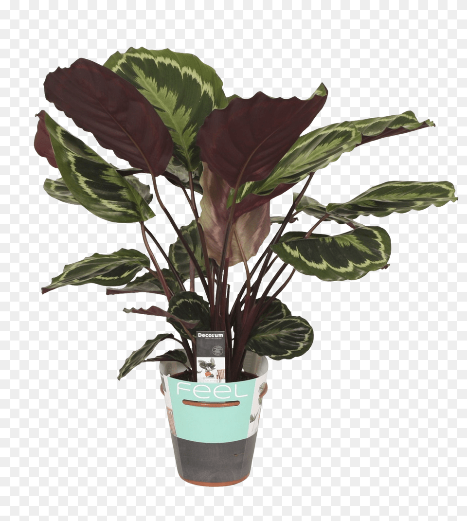 Calathea Medallion Florastore Flowerpot, Flower, Plant, Potted Plant, Flower Arrangement Png