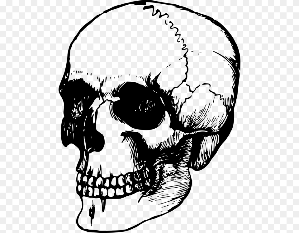 Calavera Human Skull Symbolism Art Human Skeleton, Gray Free Transparent Png