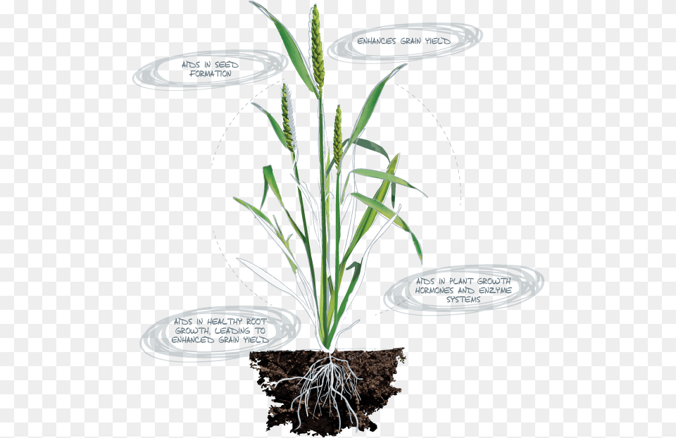 Calcium Deficiency In Plants Root, Grass, Plant, Agropyron, Soil Png Image