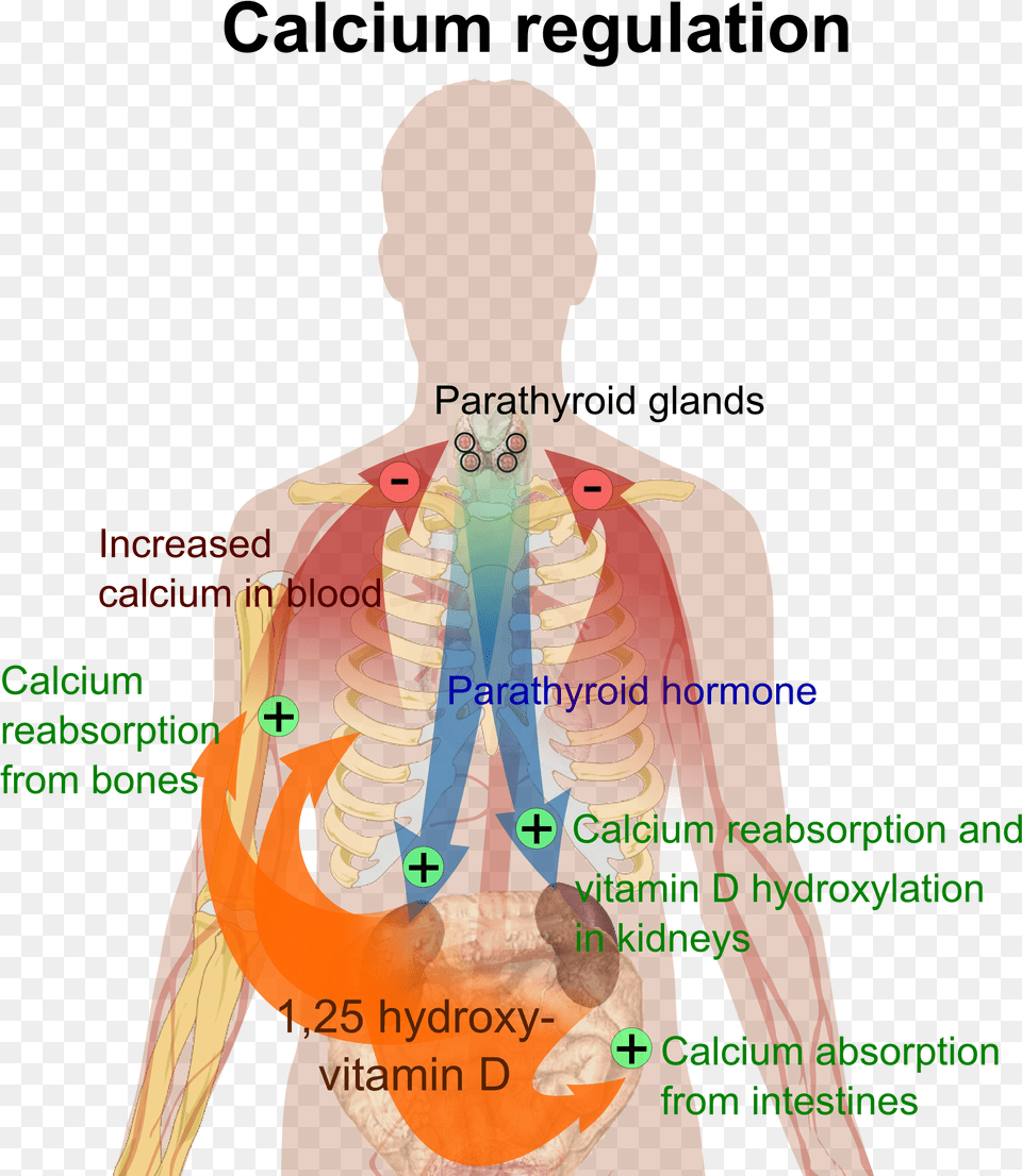 Calcium Regulation Calcium Does For The Body, Adult, Male, Man, Person Png