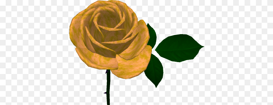 Caledon Brigadoon Gold Rose 2018 Caledon, Flower, Plant Free Png