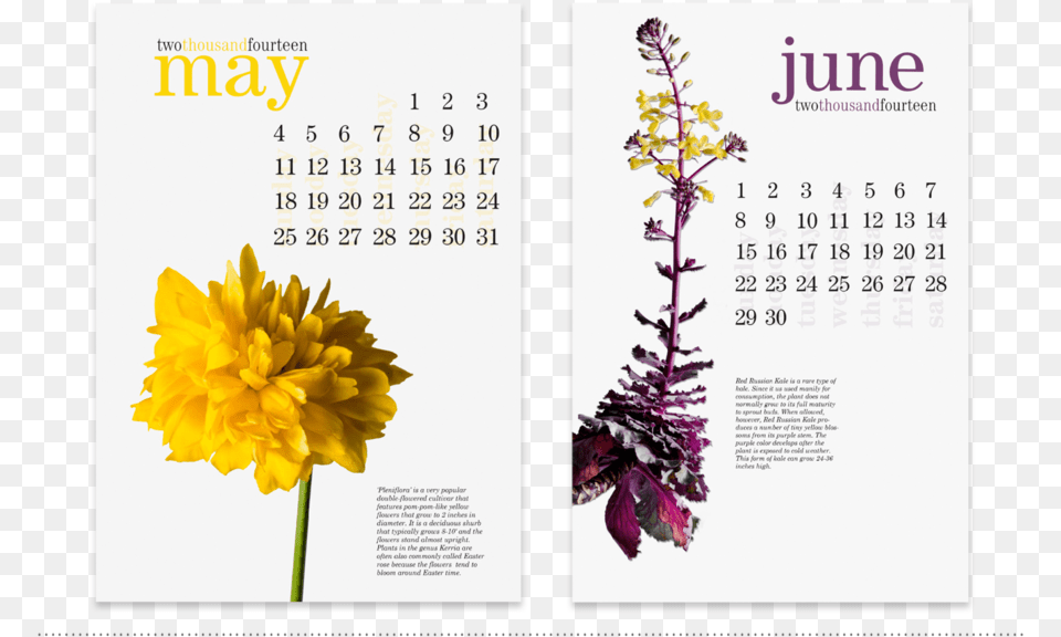 Calendar Design May And June Monthly Pages Tagetes Patula, Text, Plant, Flower Free Png