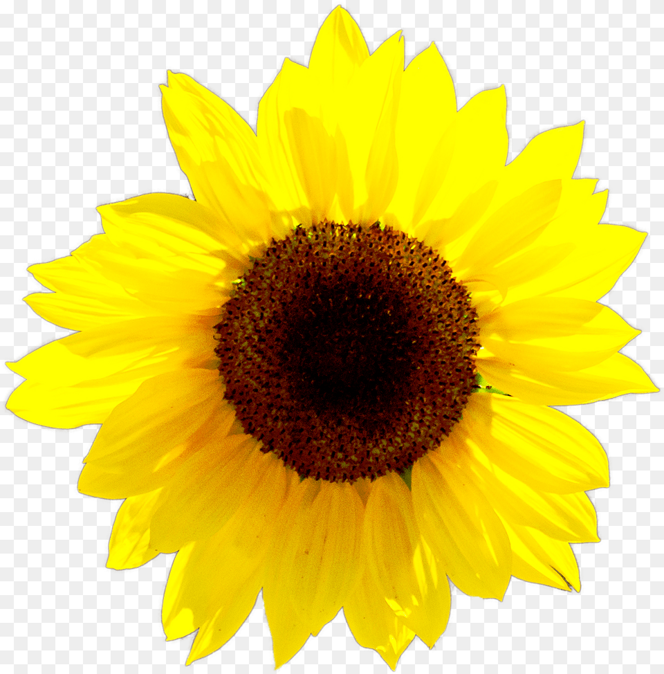 Calendar Sunflower, Flower, Plant Free Png