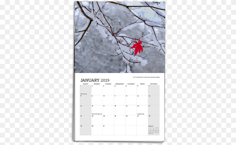 Calendar Template 2019 Maple, Leaf, Plant, Text Free Png