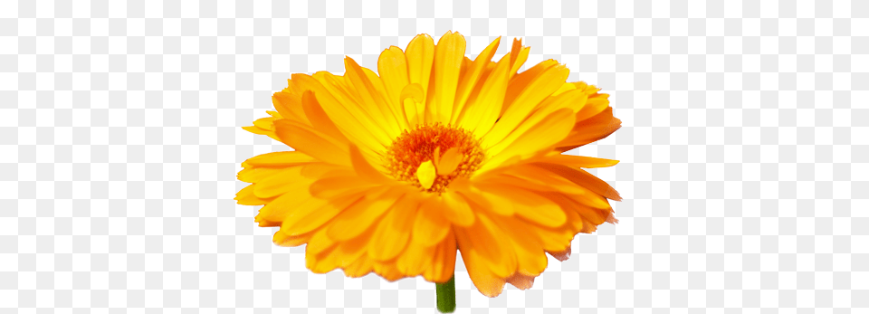 Calendula English Marigold, Anther, Daisy, Flower, Petal Free Png